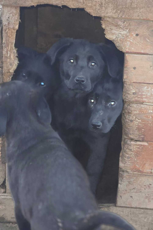 SIX PUPPIES $600 MATCH