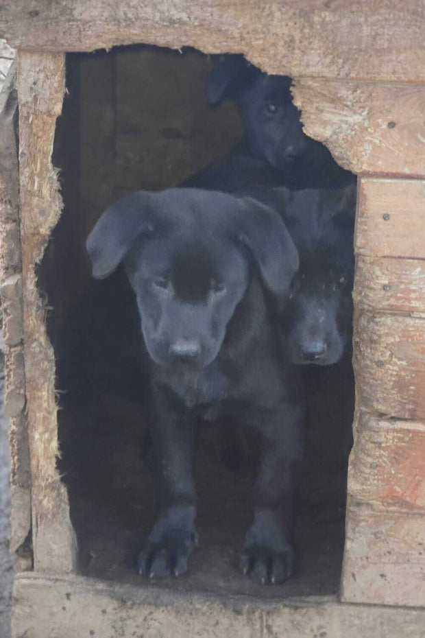 SIX PUPPIES $600 MATCH