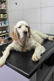 CANAL DOG FUNDRAISER